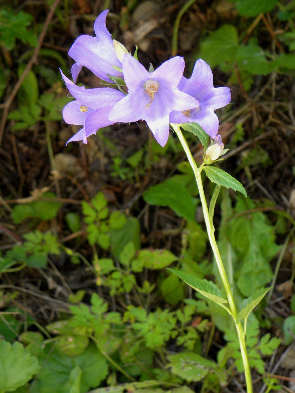 Quale Campanula? Campanula trachelium